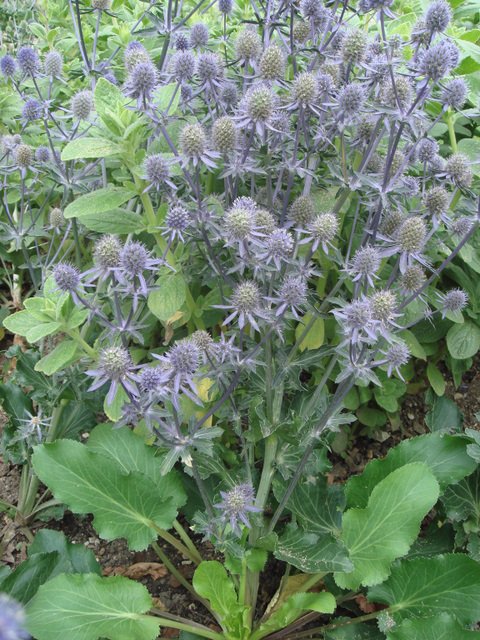 Eryngium planum 'Blue Glitter'